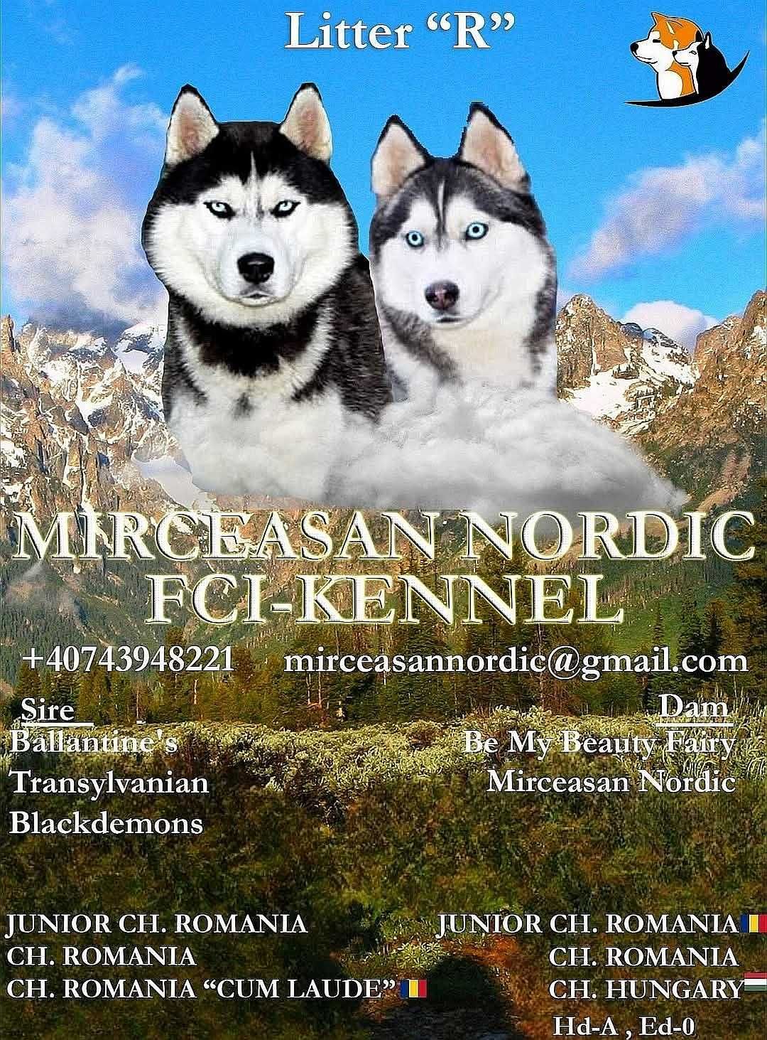 Pui Husky Siberian femela, părinți campioni multipli