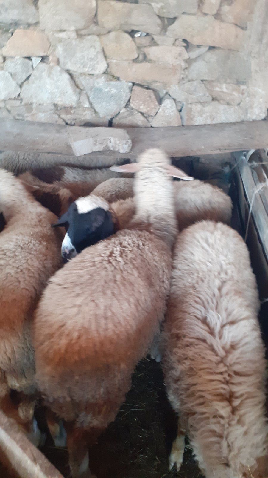 Продавам агнета 11лв/кг