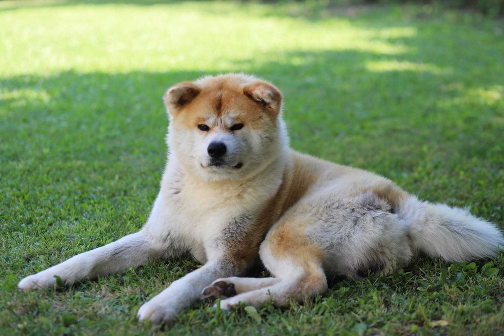 Pui Akita Inu femela roscata si mascul brindle (tigrat)
