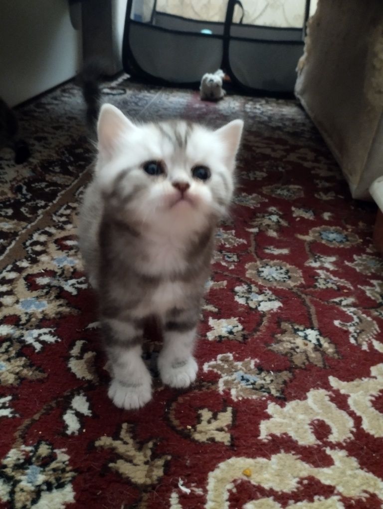 Британскиие котята