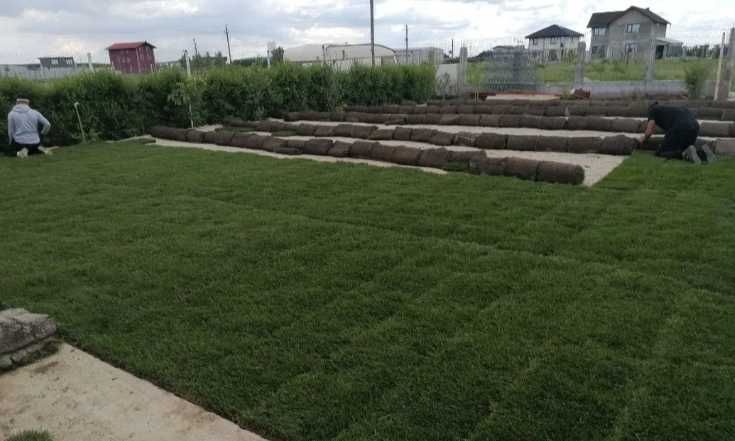 Gazon Rulou Sport / Premium