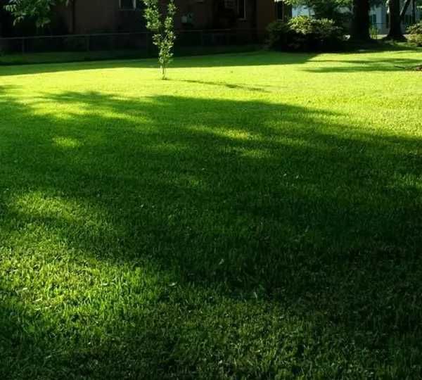 рулонный газон посевной gazon