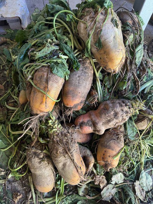 Vand Sfeclă furajeră