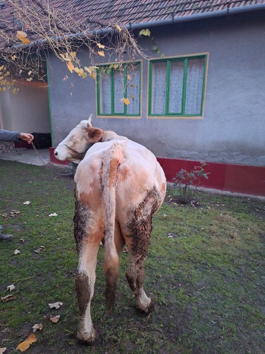 Vaca de vânzare pentru abator