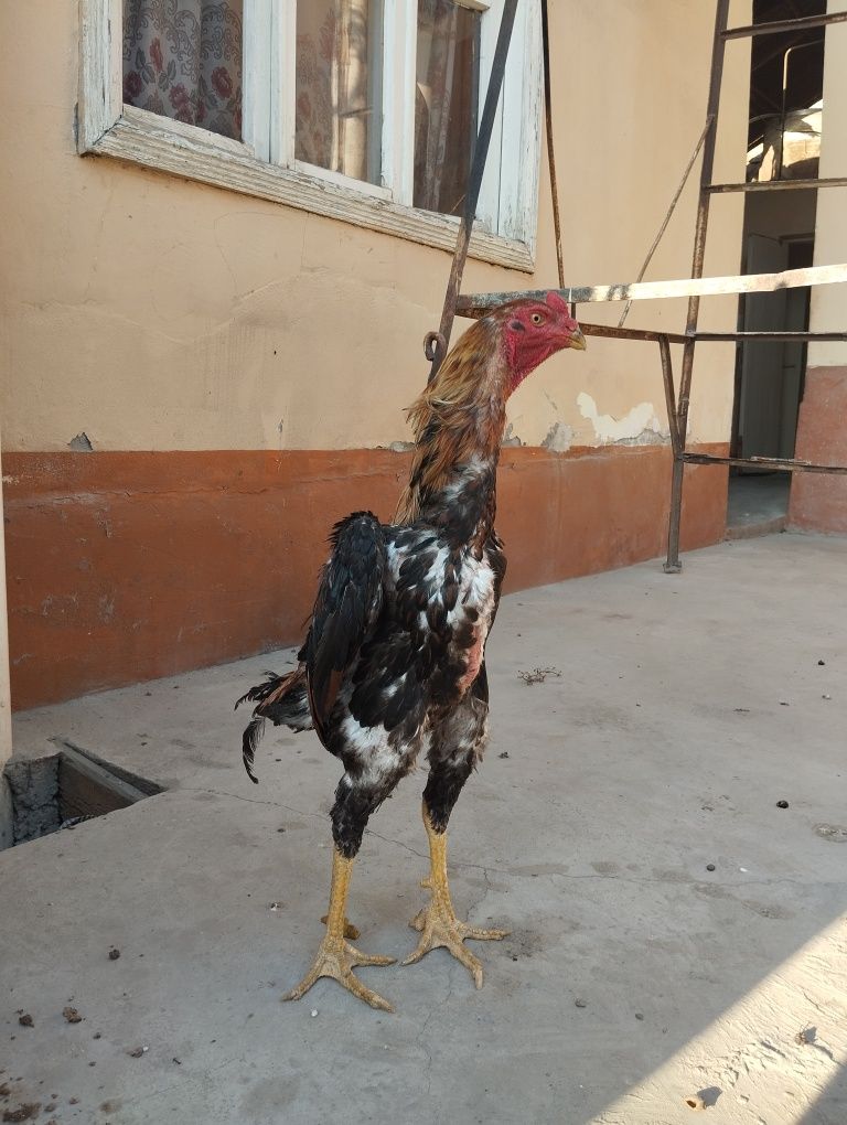 Toza zotli xoʻroz sotiladi