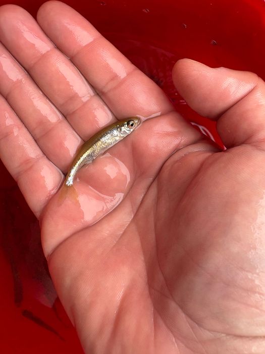 Pestisori pentru biban