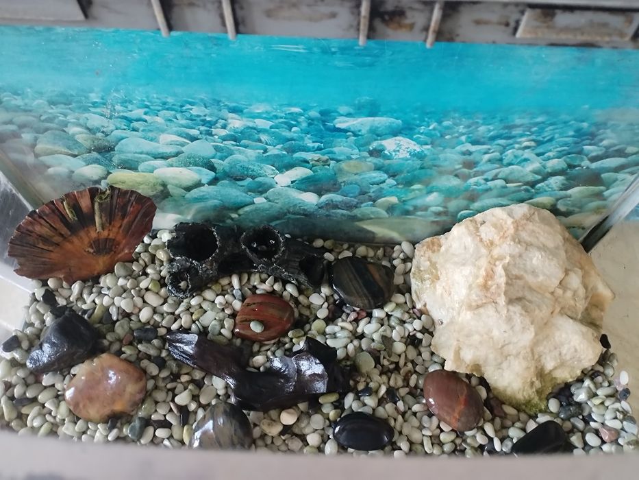 Аквариум с костенурката