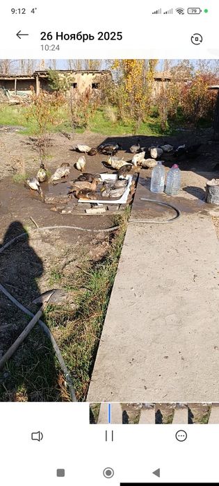 Индоуткалар сотилади