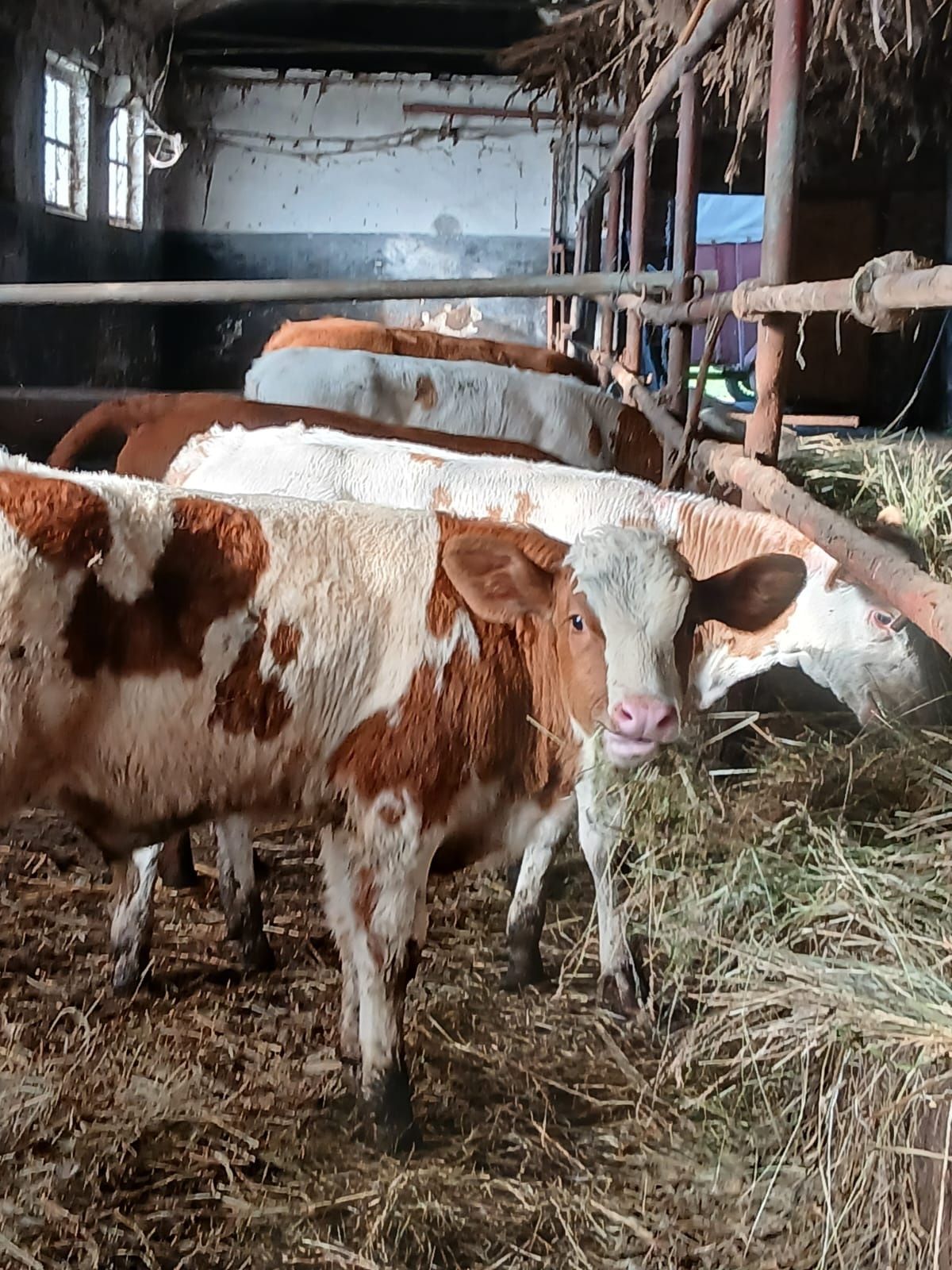 Vând vitei intarcati baltati și angus