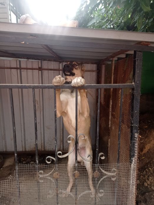 Вольер для собак