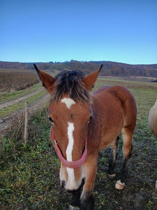 Vând manza de 6 luni