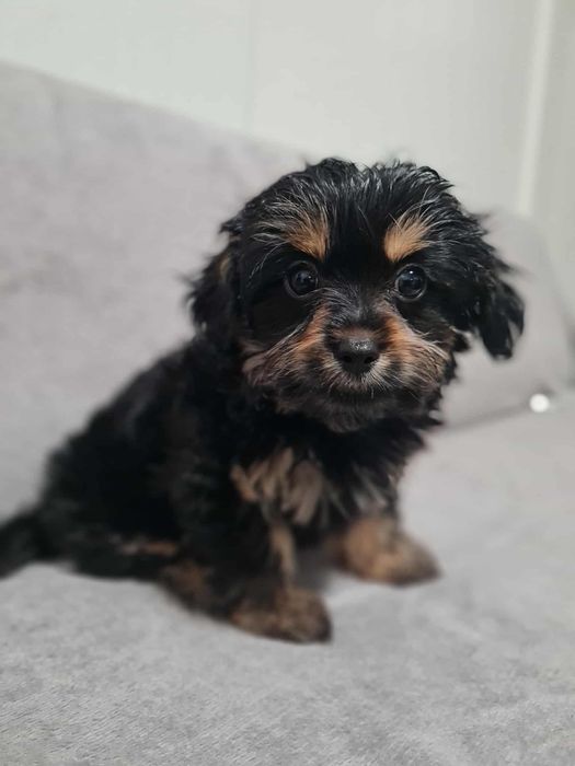 Йоркширски Териер Йорки