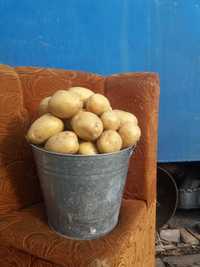 Продается картофель нового урожая