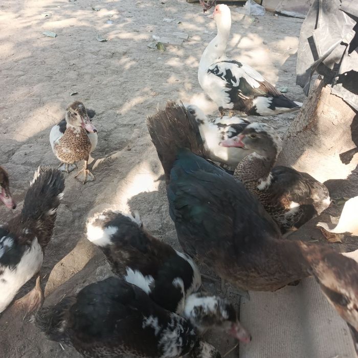 Парандалар сотилади г'озлар 1 йилик и 6 ойлик 35 дона