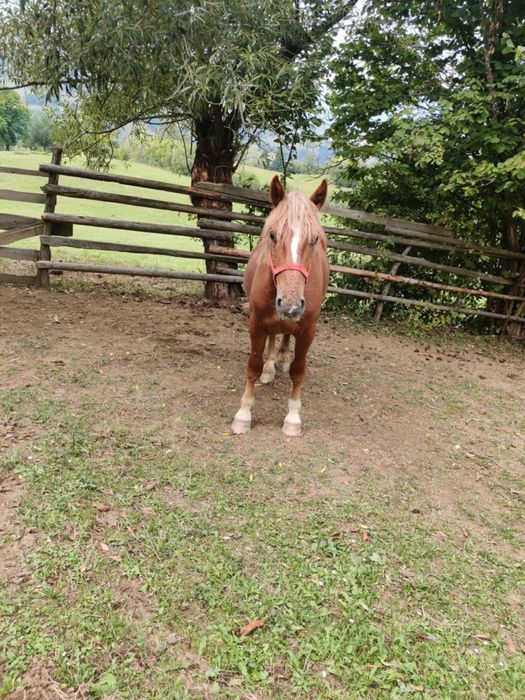 Manz de vnzare mai multe det la nr