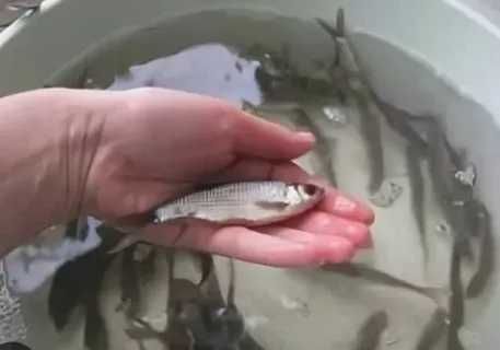 Живец чебак свежий  Астана