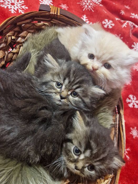Персийски котета
