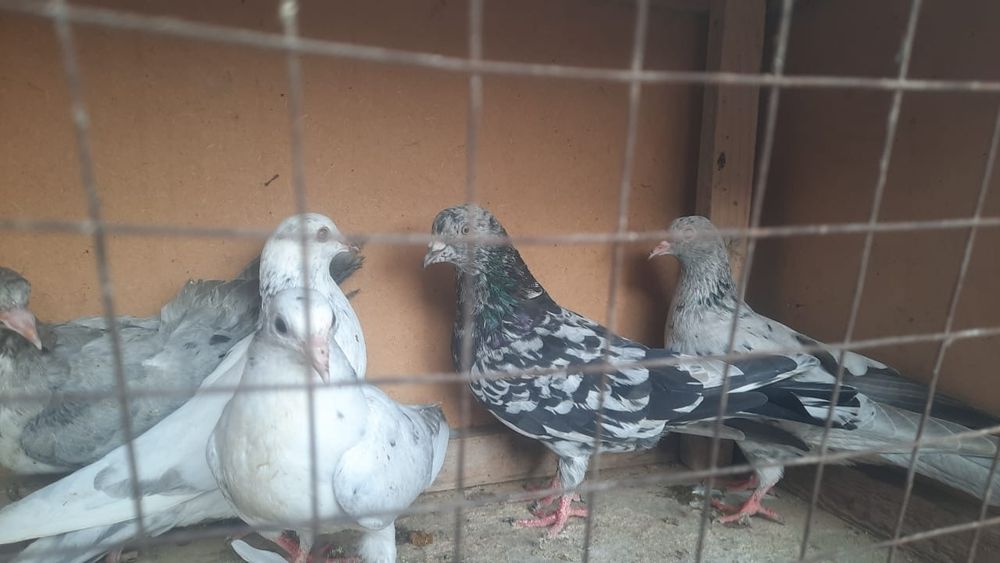 Голуби кептерлер