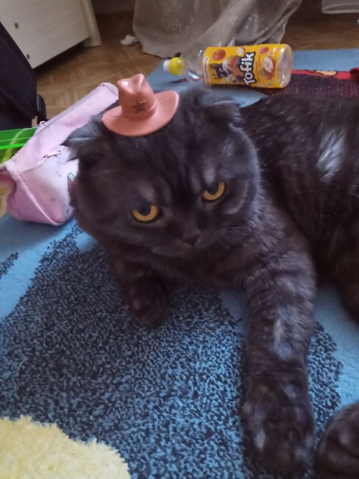Продам кота 《Шотландский вислоухий》