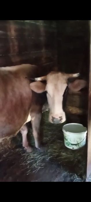 Vaca de vânzare blândă și bună de lapte