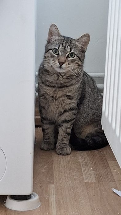 Pisica pentru adoptie.