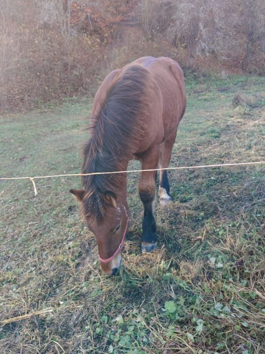 Vand mânz de 6 luni