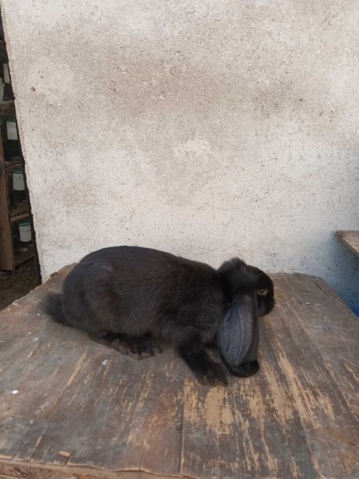 Vand masculi berbec german