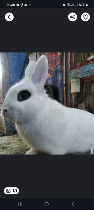 Se da mascul si femela de hotot