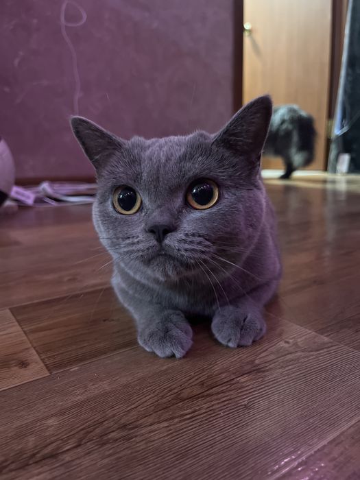 Кошка британка  ищет красивого кота !