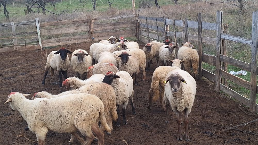 Oi tigaie de vanzare