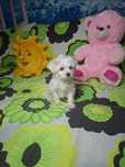 Bichon maltez fetiță cu carnet de sănătate