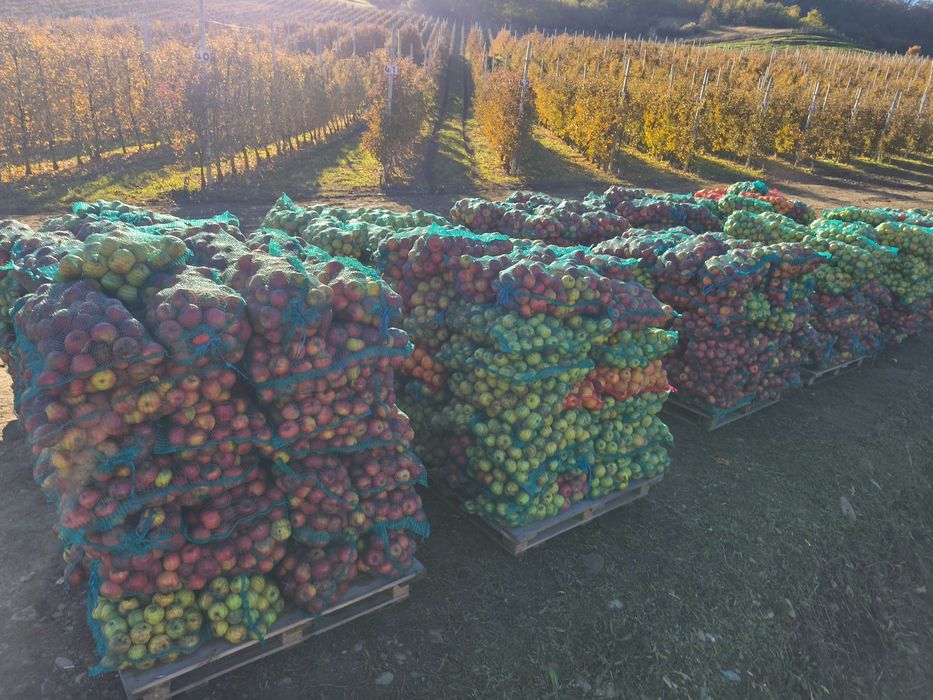 Mere pentru industrie (tuica, suc) – ambalate la saci de 15 kg