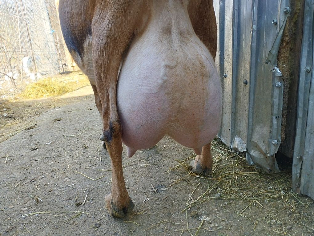 Tapi alpina franceza