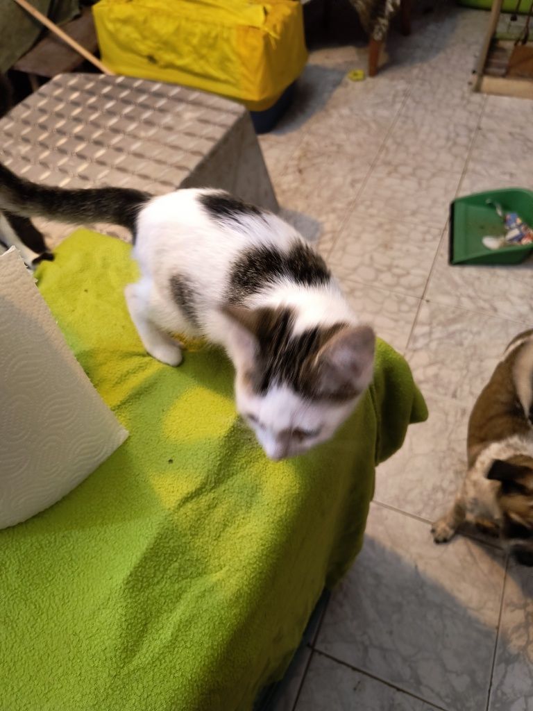 Шанс за сладките котенца
