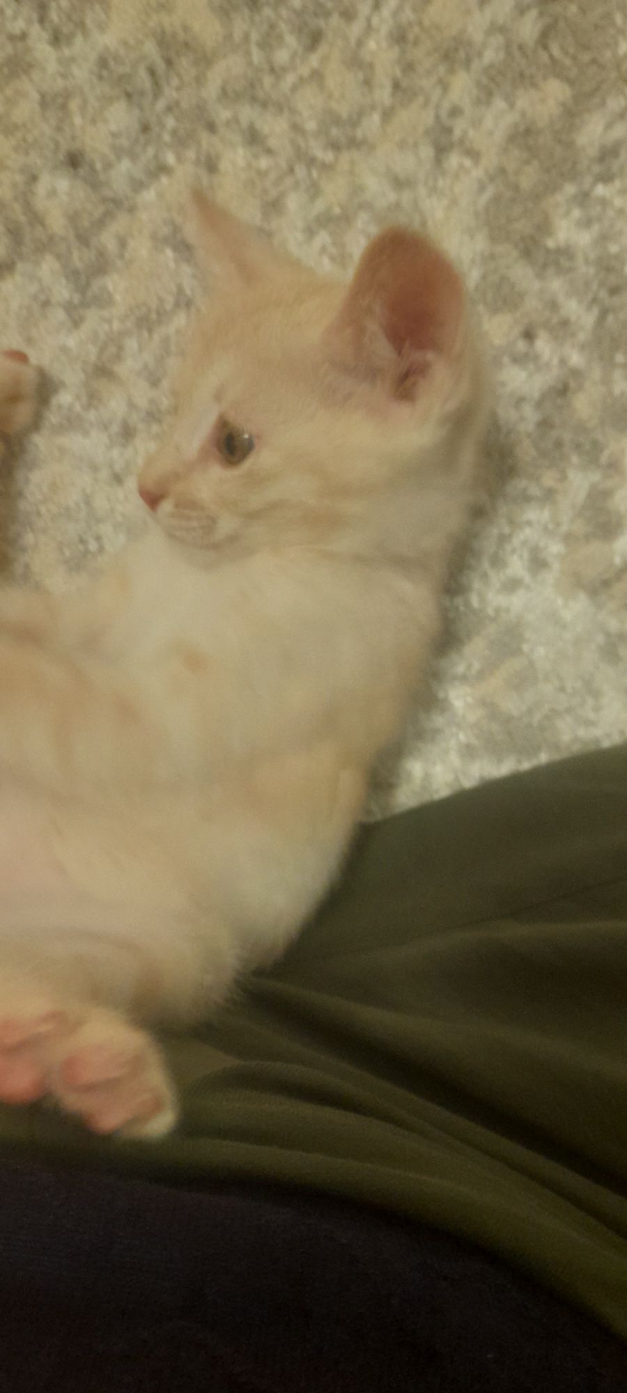 Котенок ишет дом