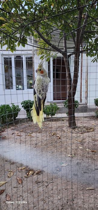 5 ойлик карелалар 140 000