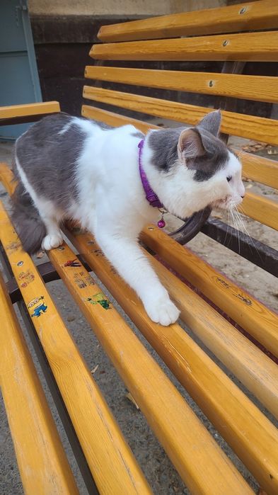 Mushuk beramza tekinga