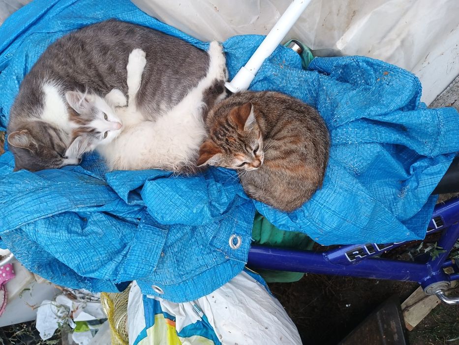 Подарявам две котенца