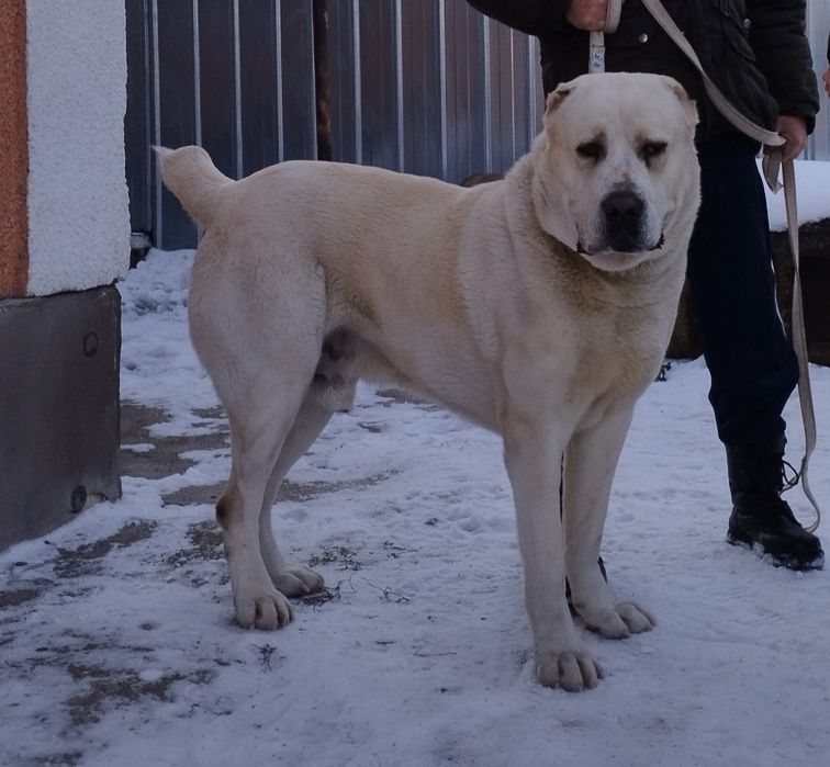 Алабай САО вязка