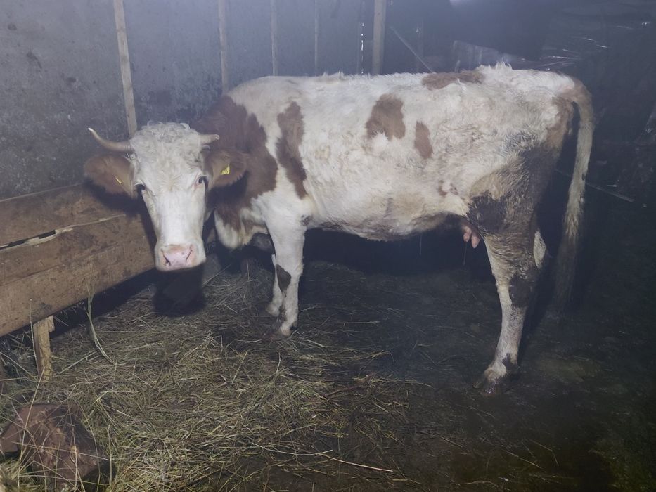 Vând doua vaci baltate românești