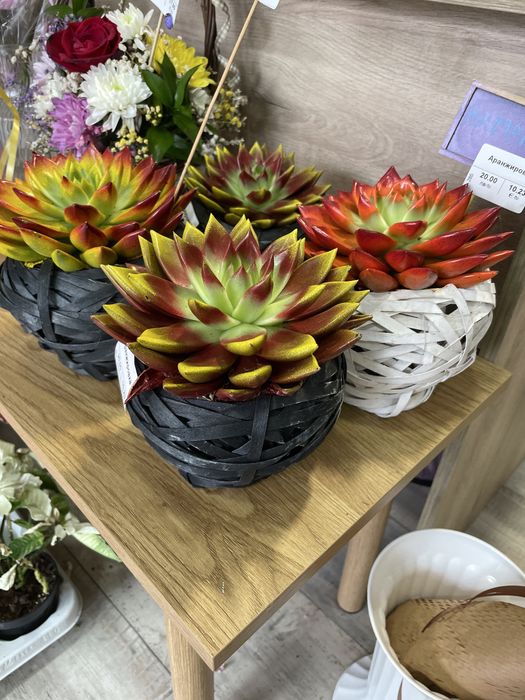 Аранжировка Соколент