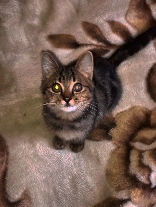 Дам котенка в хорошие руки.