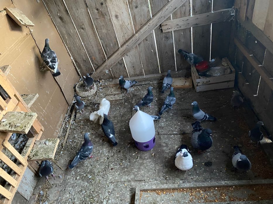 Vând porumbei voiajori la un super preț