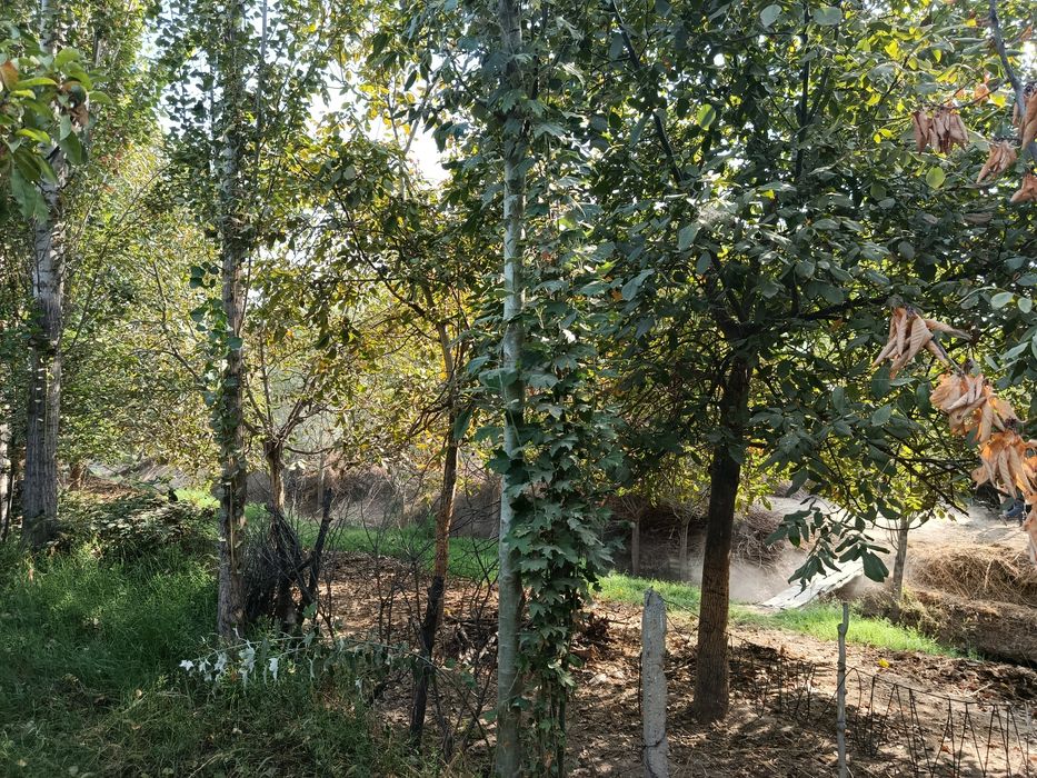 Бог мевали дарахти