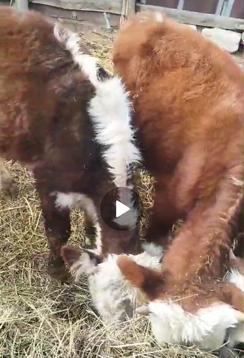 Продам два бычка . Возможен обмен