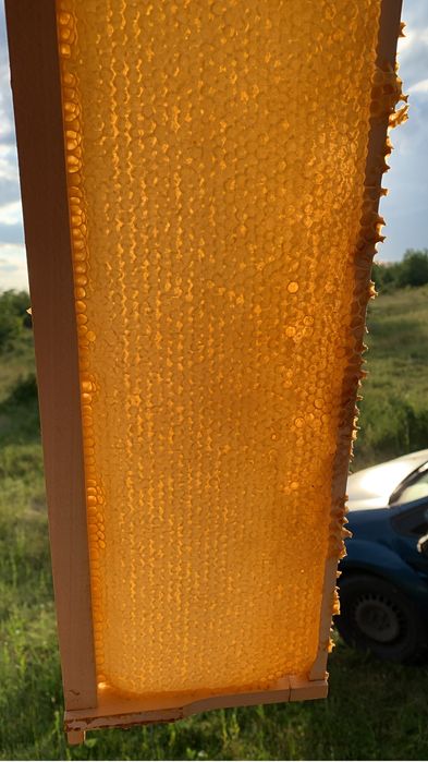 Fagure cu miere en-gros