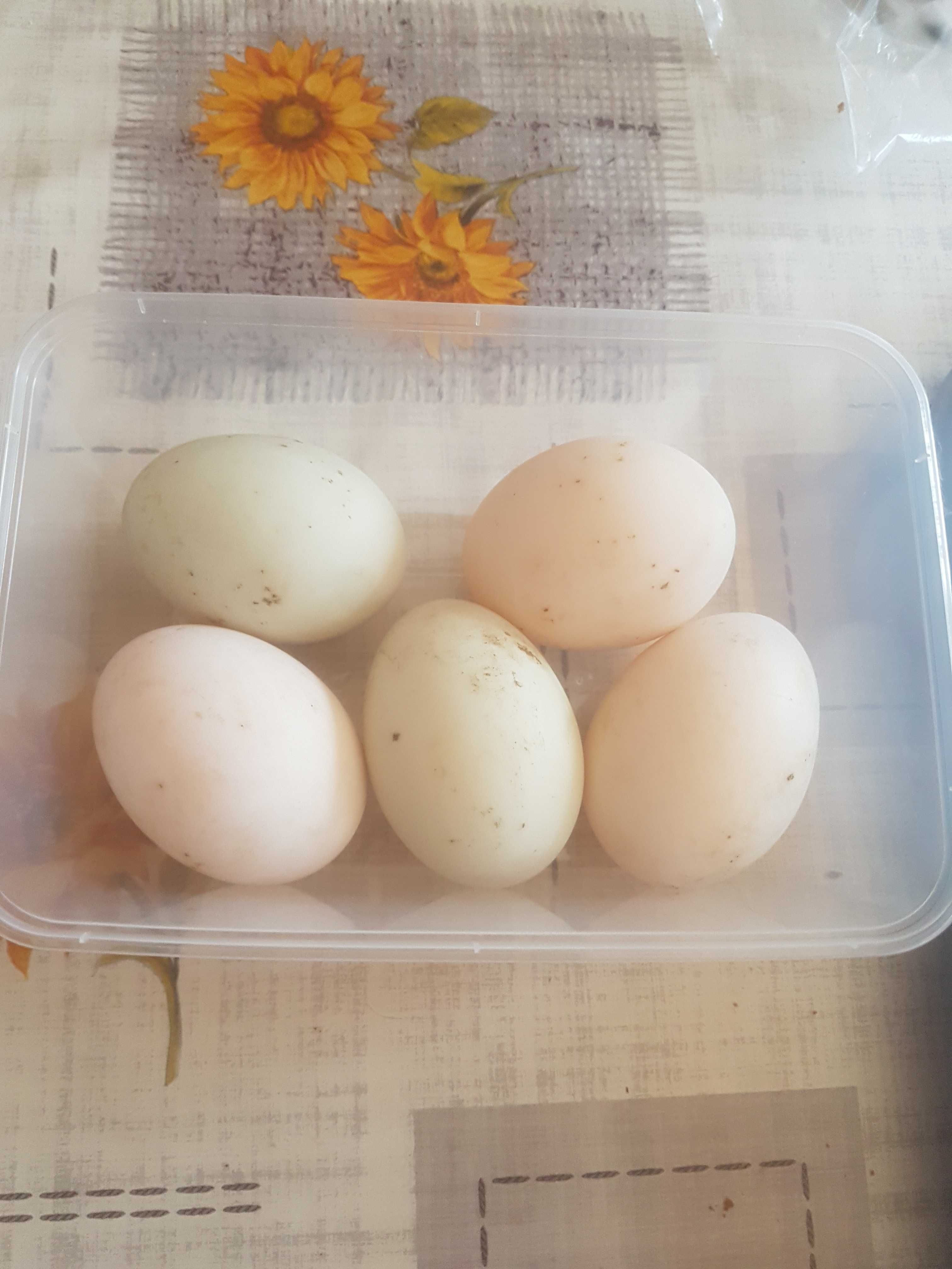 Oua rate indiene alergatoare - pt incubat