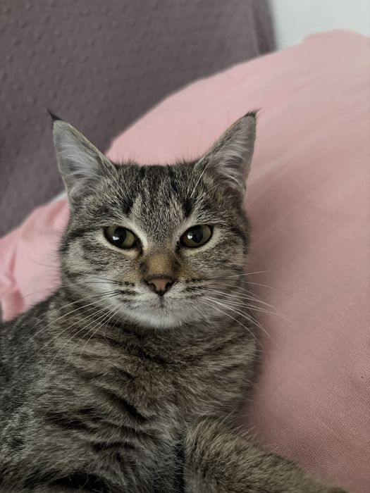 Потерялась кошка