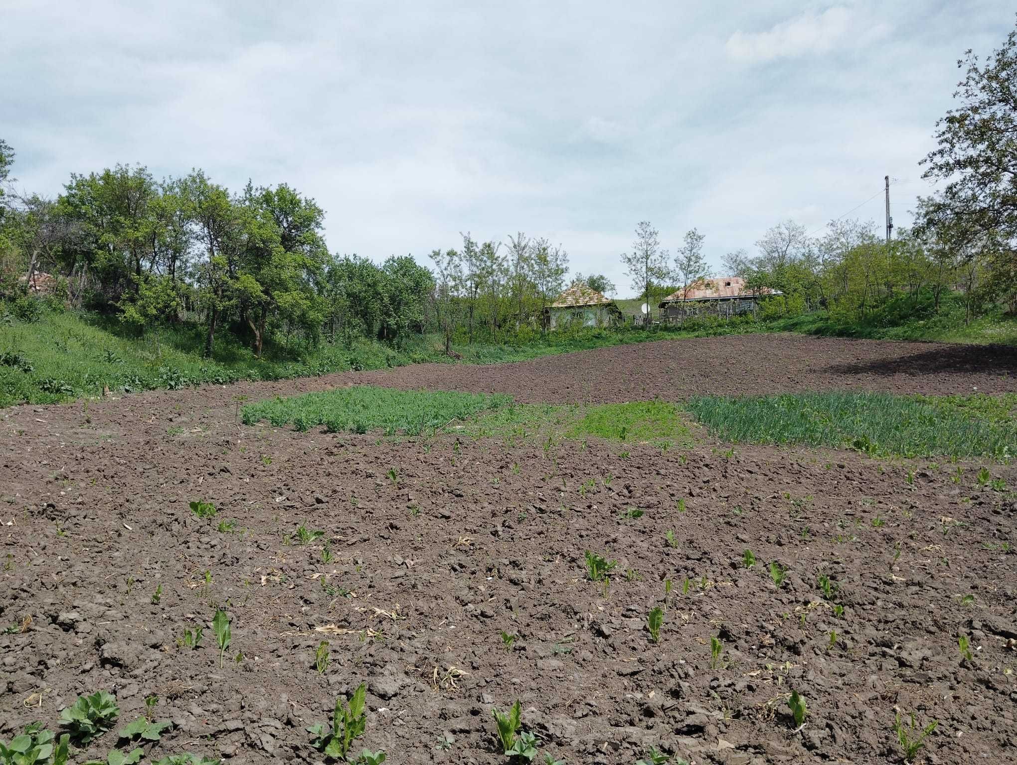 Vând casă în Bârzești, Vaslui