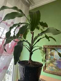 Драцена Фрагранс неприхотливое растение для дома и офиса